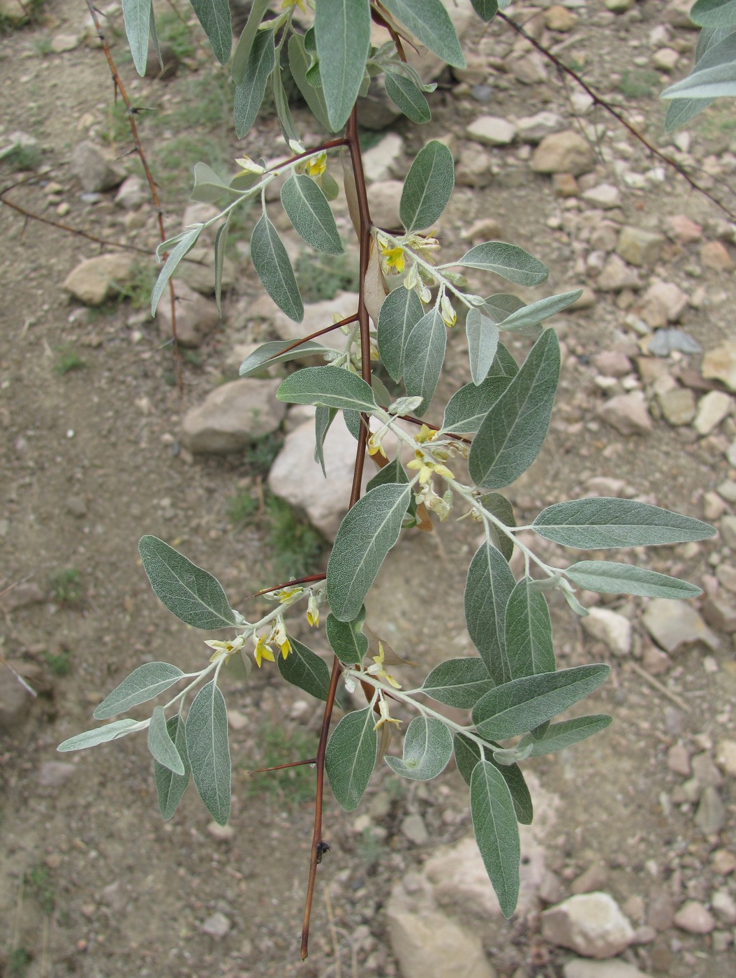 Image of Elaeagnus caspica specimen.