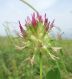 Trifolium spumosum