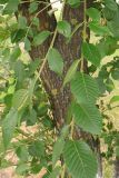 Ulmus minor