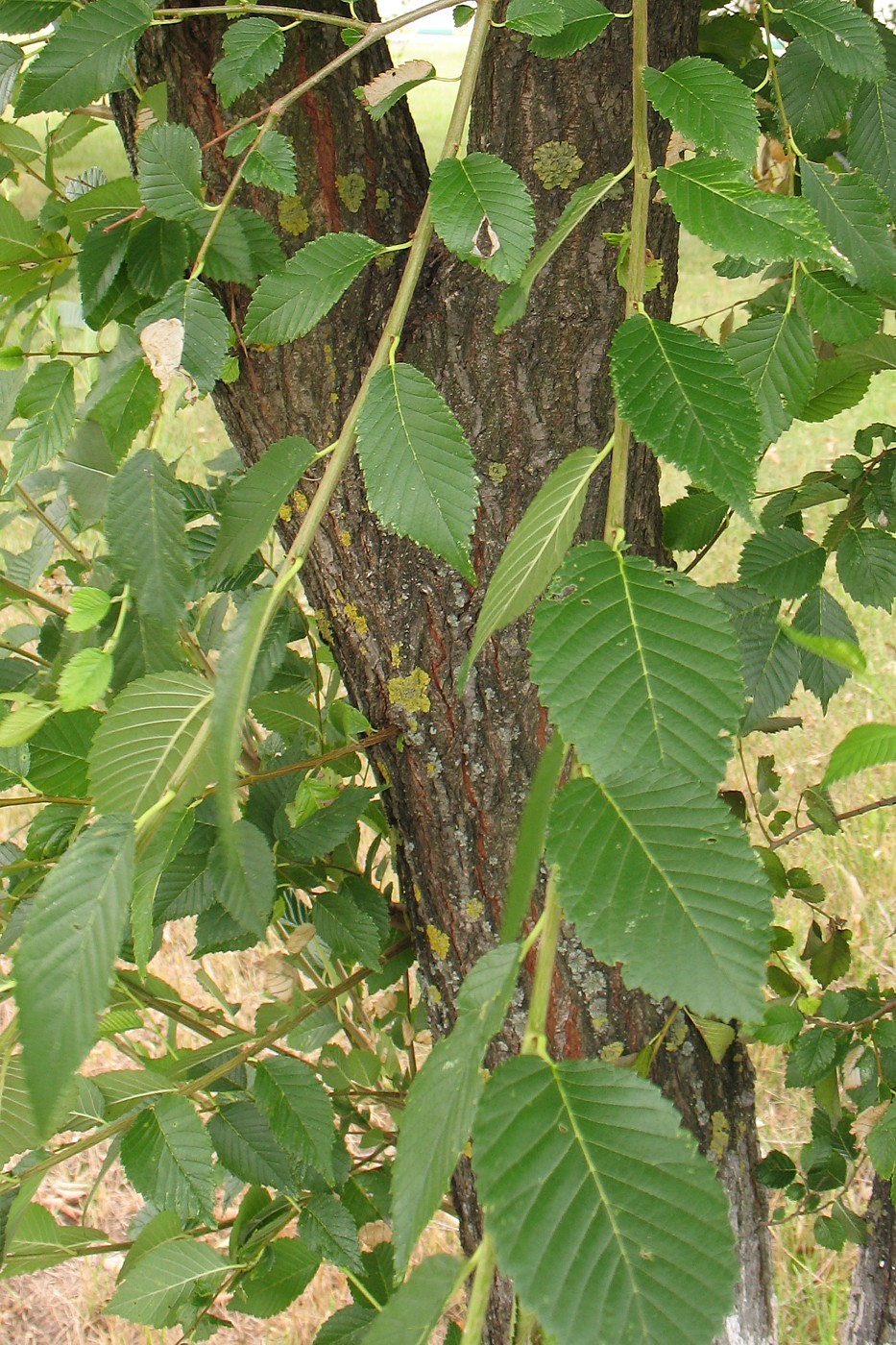 Image of Ulmus minor specimen.