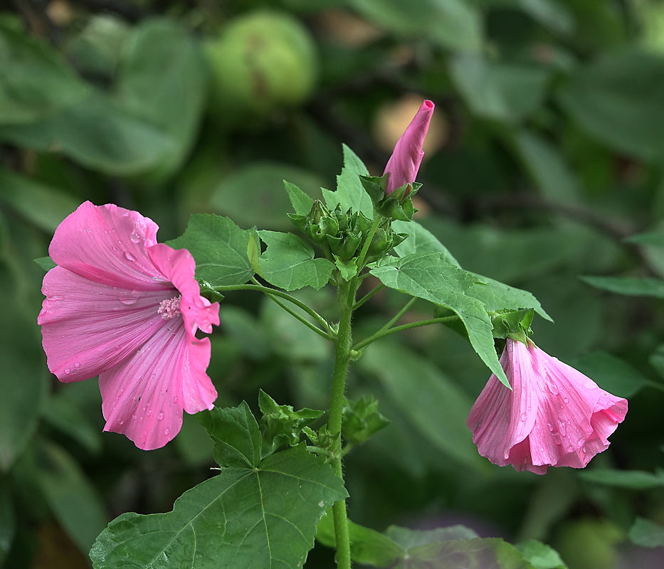 Image of Malva trimestris specimen.