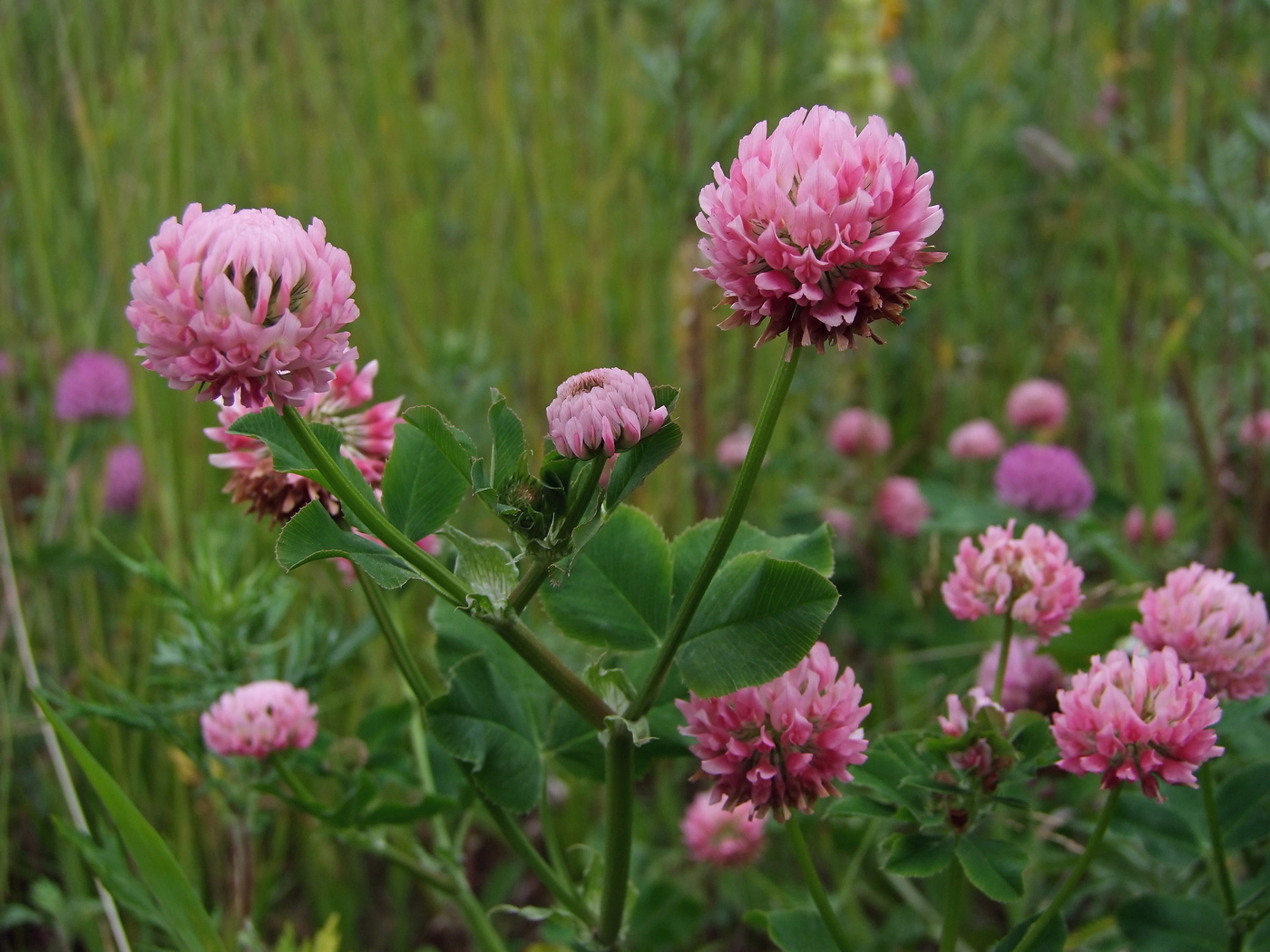 Изображение особи Trifolium hybridum.