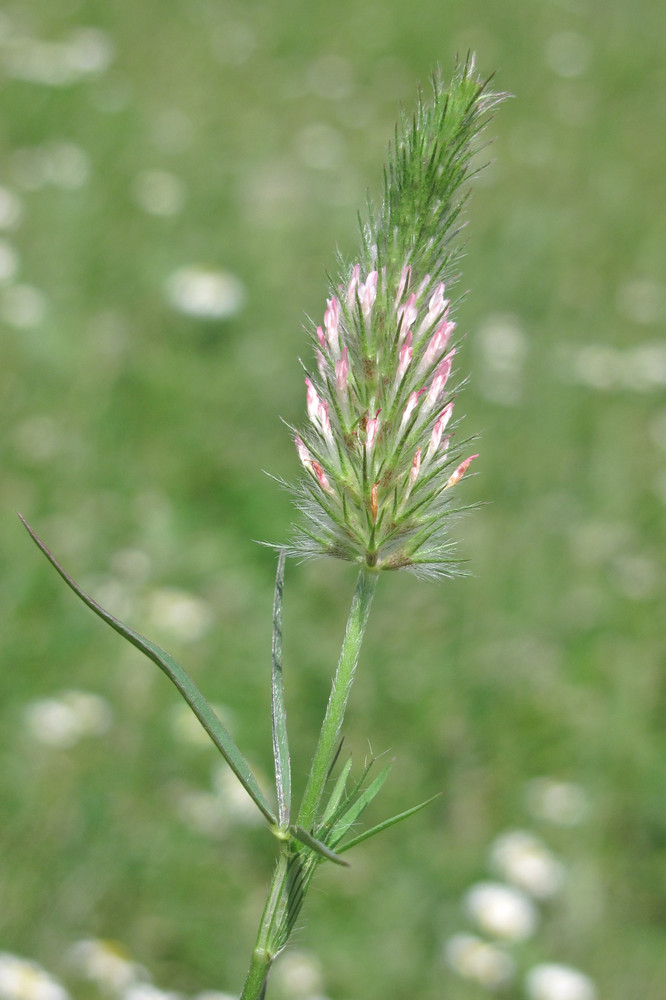 Изображение особи Trifolium angustifolium.