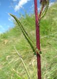 Cirsium simplex. Часть веточки. Кабардино-Балкария, Эльбрусский р-н, долина р. Ирикчат, ок. 3000 м н.у.м., склон горы. 06.08.2018.