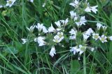 Cerastium nemorale
