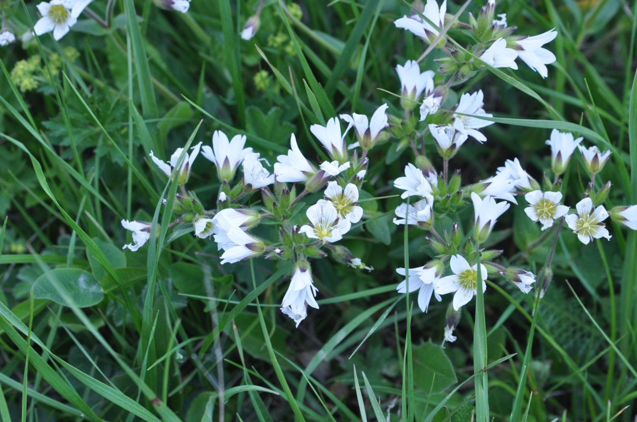 Image of Cerastium nemorale specimen.