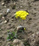 Draba hispida. Цветущее растение. Кабардино-Балкария, Эльбрусский р-н, долина р. Ирикчат, ок. 3300 м н.у.м., склон. 06.08.2018.