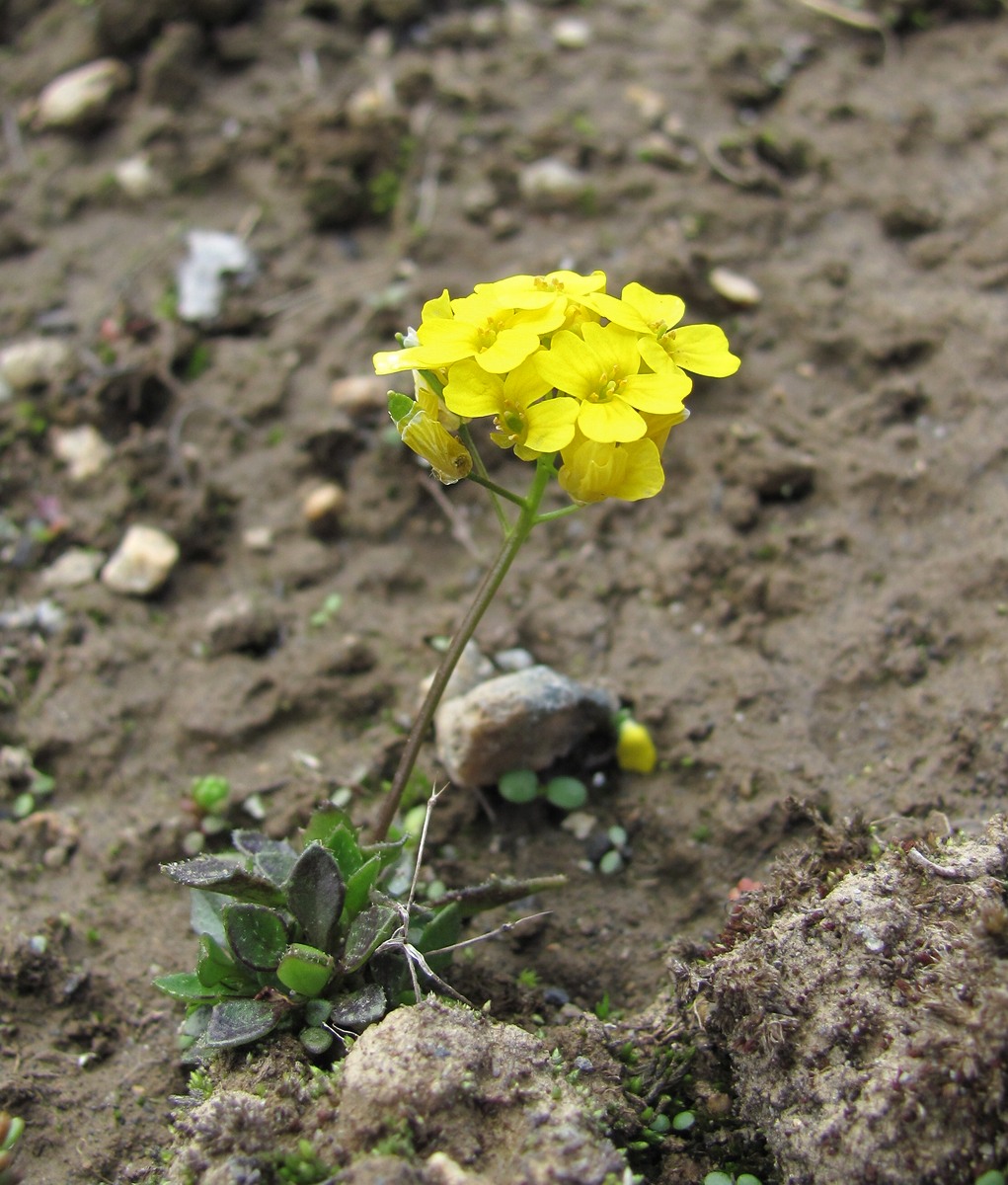 Image of Draba hispida specimen.