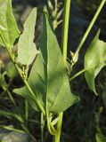 Atriplex micrantha