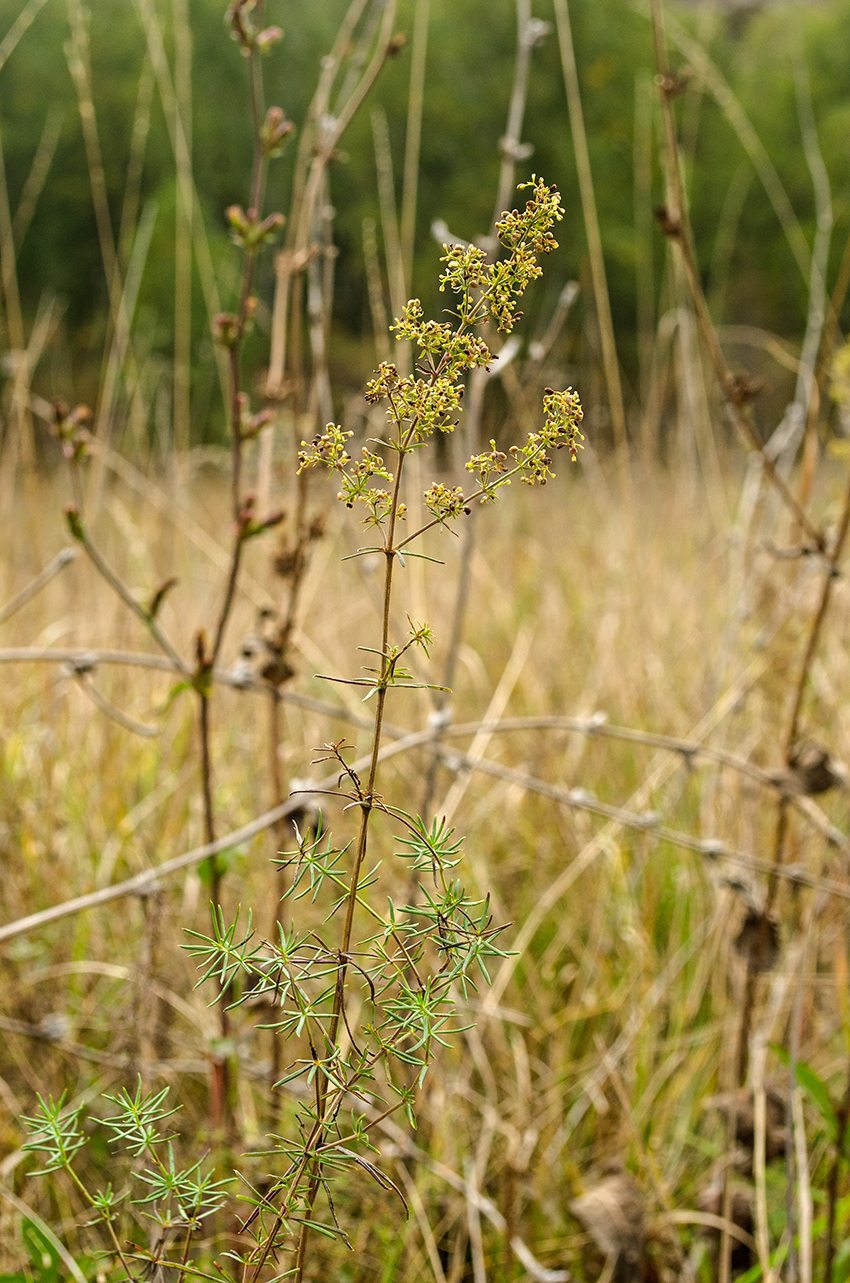 Изображение особи Galium verum.