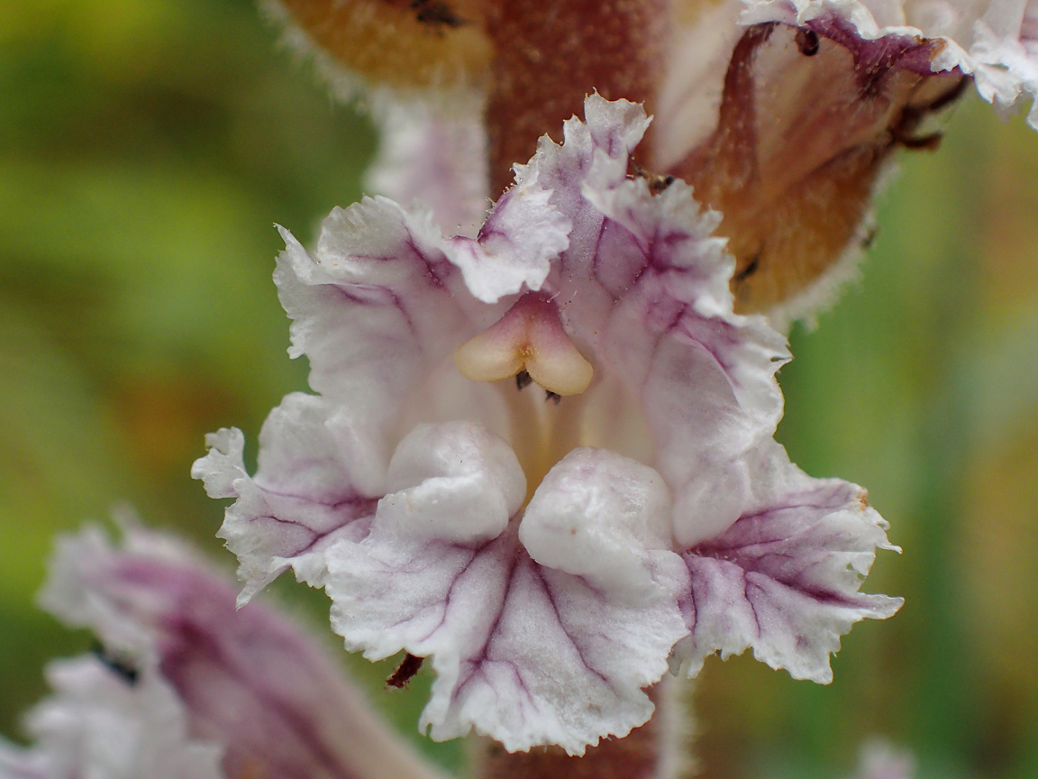 Image of Orobanche crenata specimen.