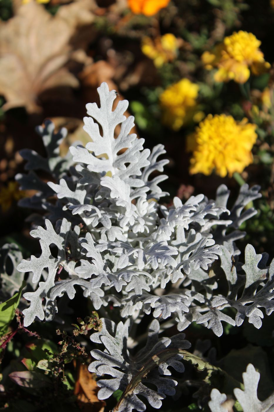 Image of Senecio cineraria specimen.