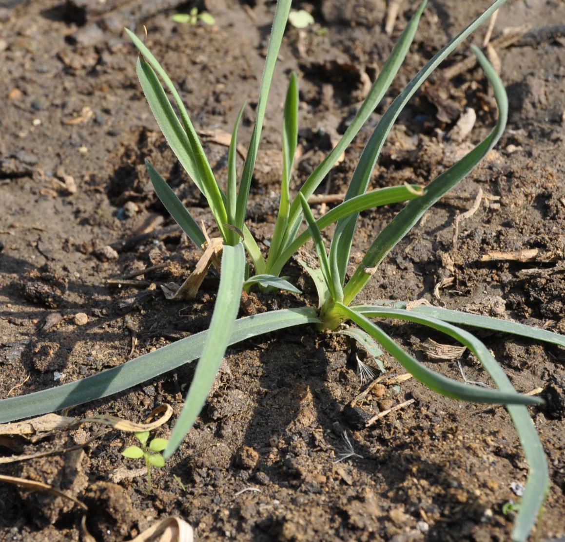 Изображение особи Dianthus monadelphus ssp. pallens.