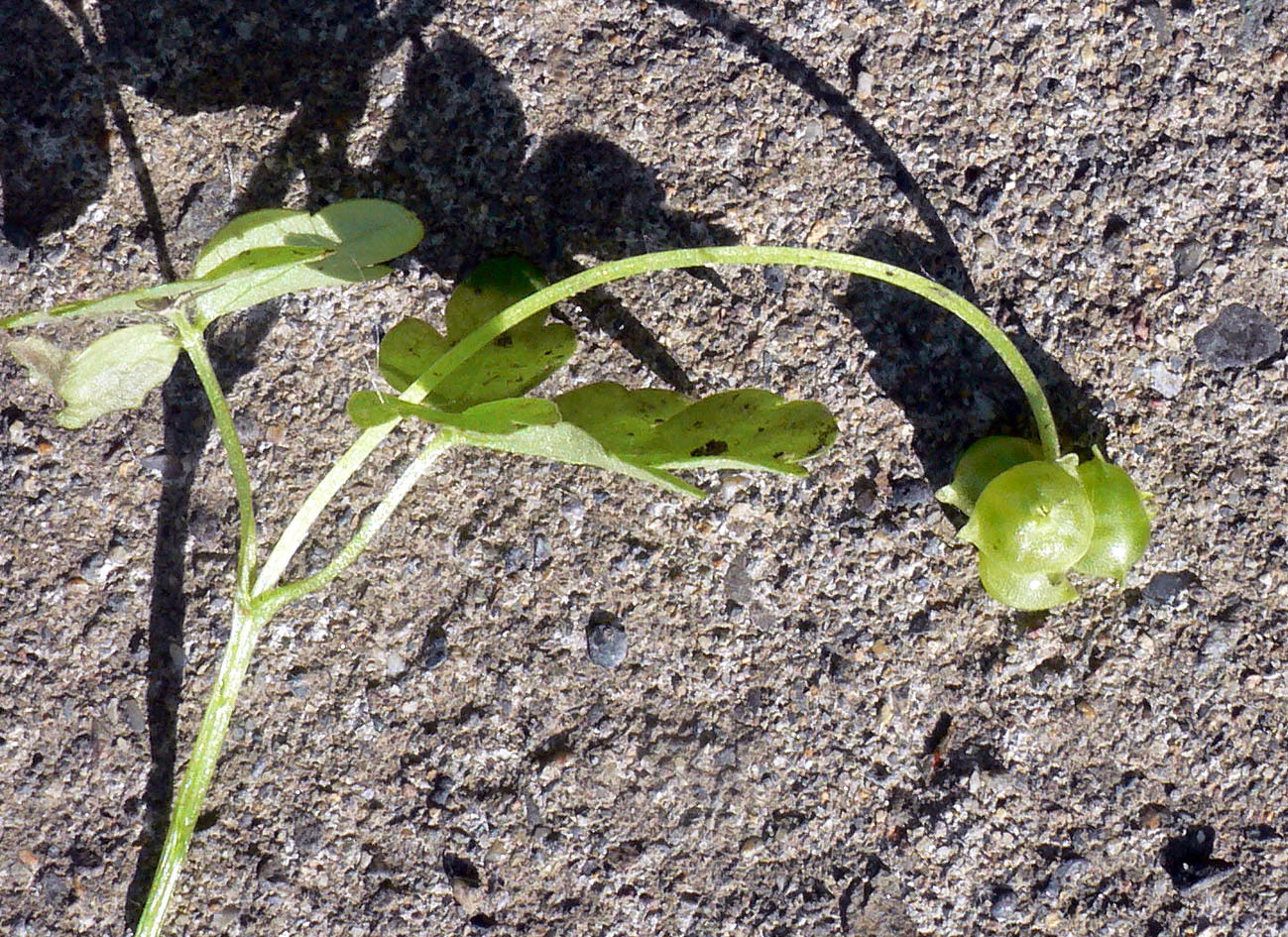 Image of Adoxa moschatellina specimen.