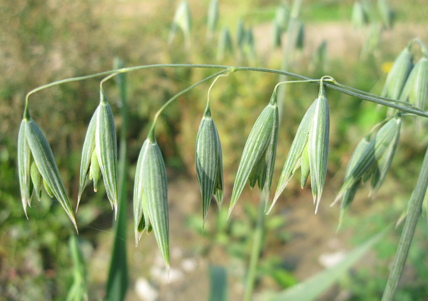 Image of Avena georgica specimen.