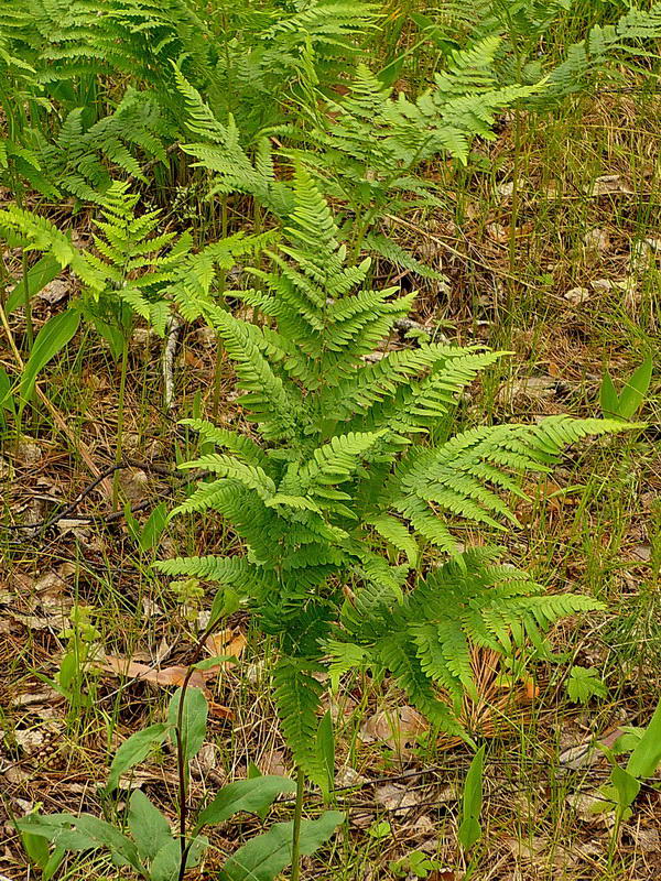 Image of Pteridium pinetorum ssp. sibiricum specimen.