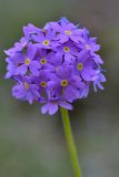 Primula algida