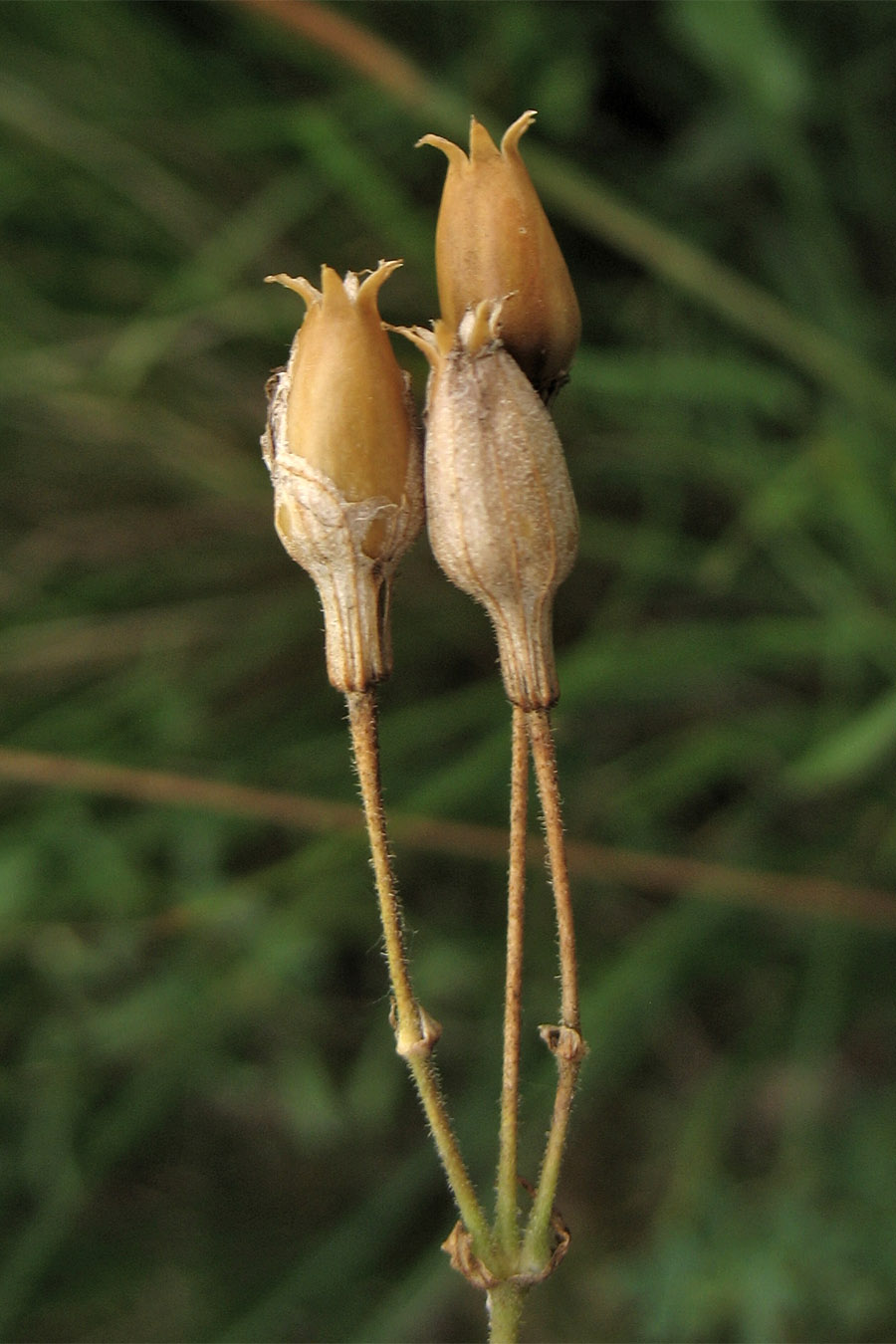 Image of Silene noctiflora specimen.