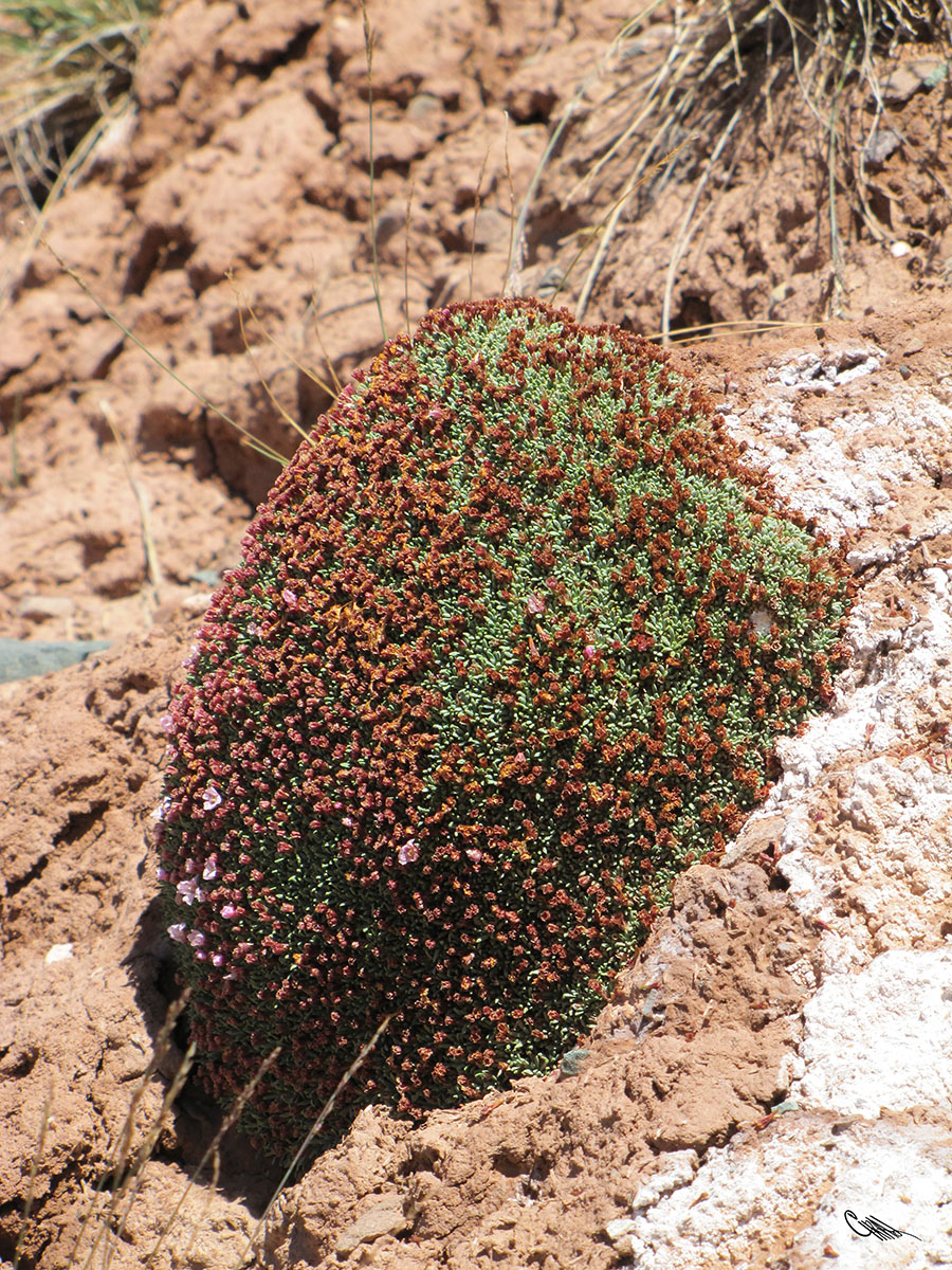 Image of Acantholimon hedinii specimen.