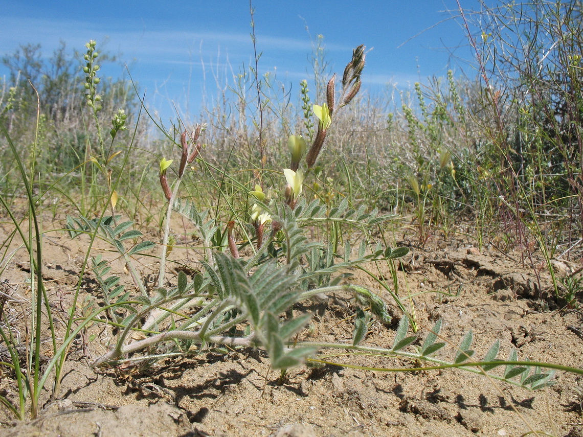 Изображение особи Astragalus turczaninowii.
