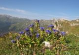 Gentiana septemfida