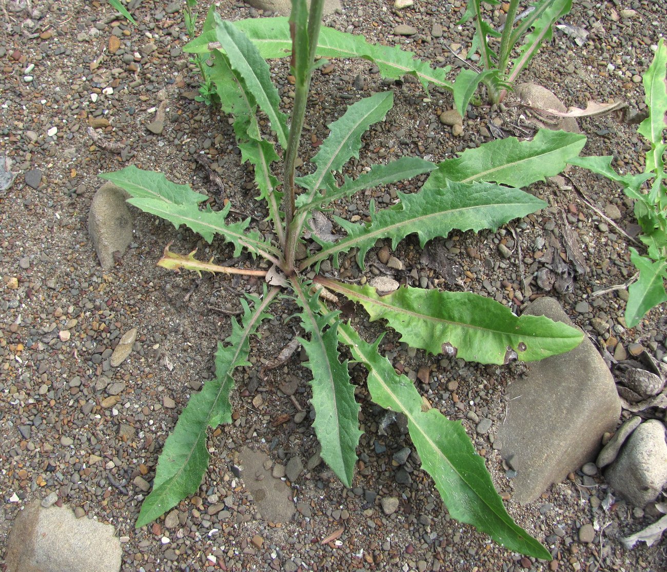Image of Cichorium intybus specimen.