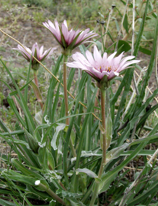 Image of Tragopogon marginifolius specimen.