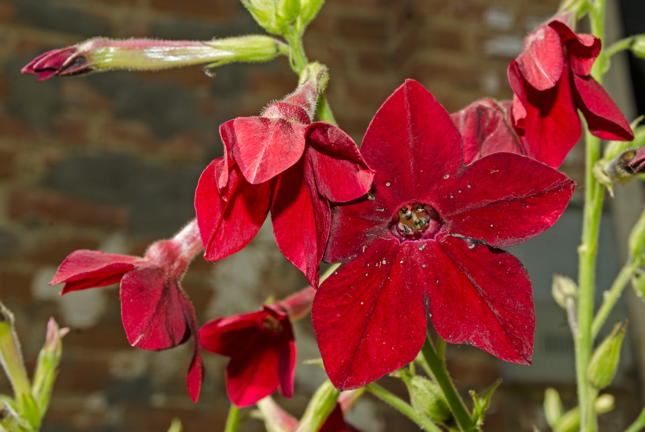 Image of Nicotiana alata specimen.