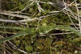 Dactylorhiza traunsteineri