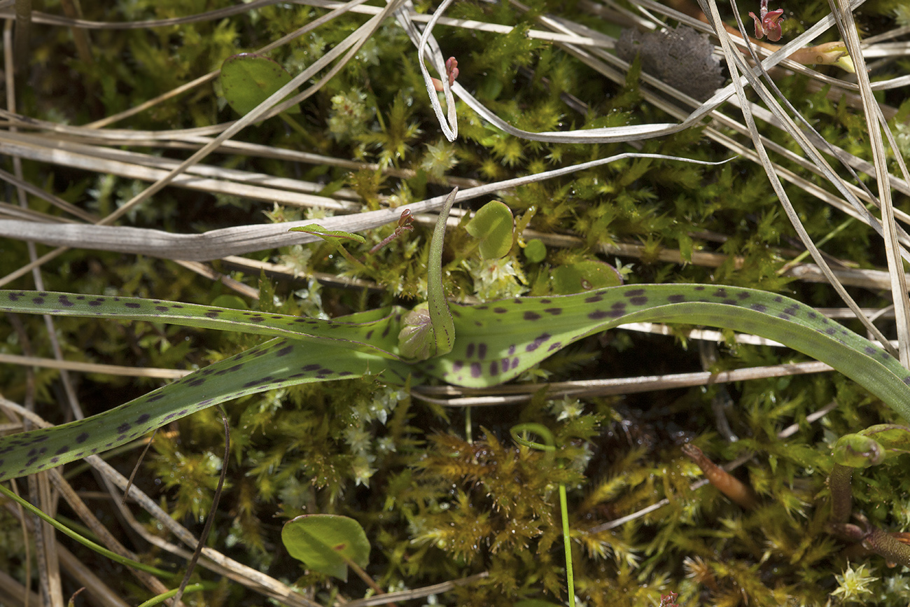 Image of Dactylorhiza traunsteineri specimen.