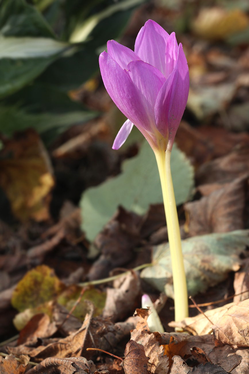 Image of Colchicum speciosum specimen.