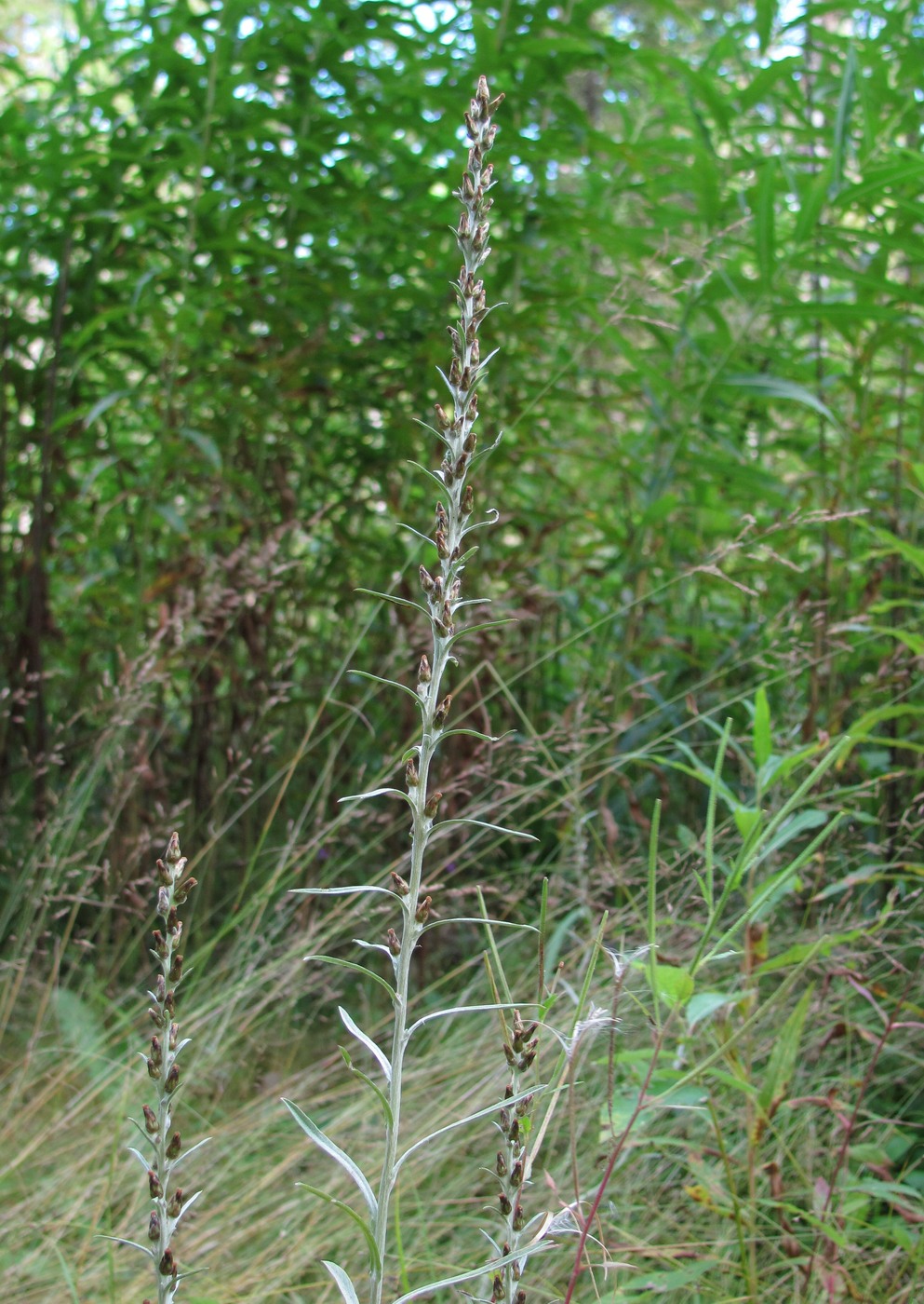 Image of Omalotheca sylvatica specimen.