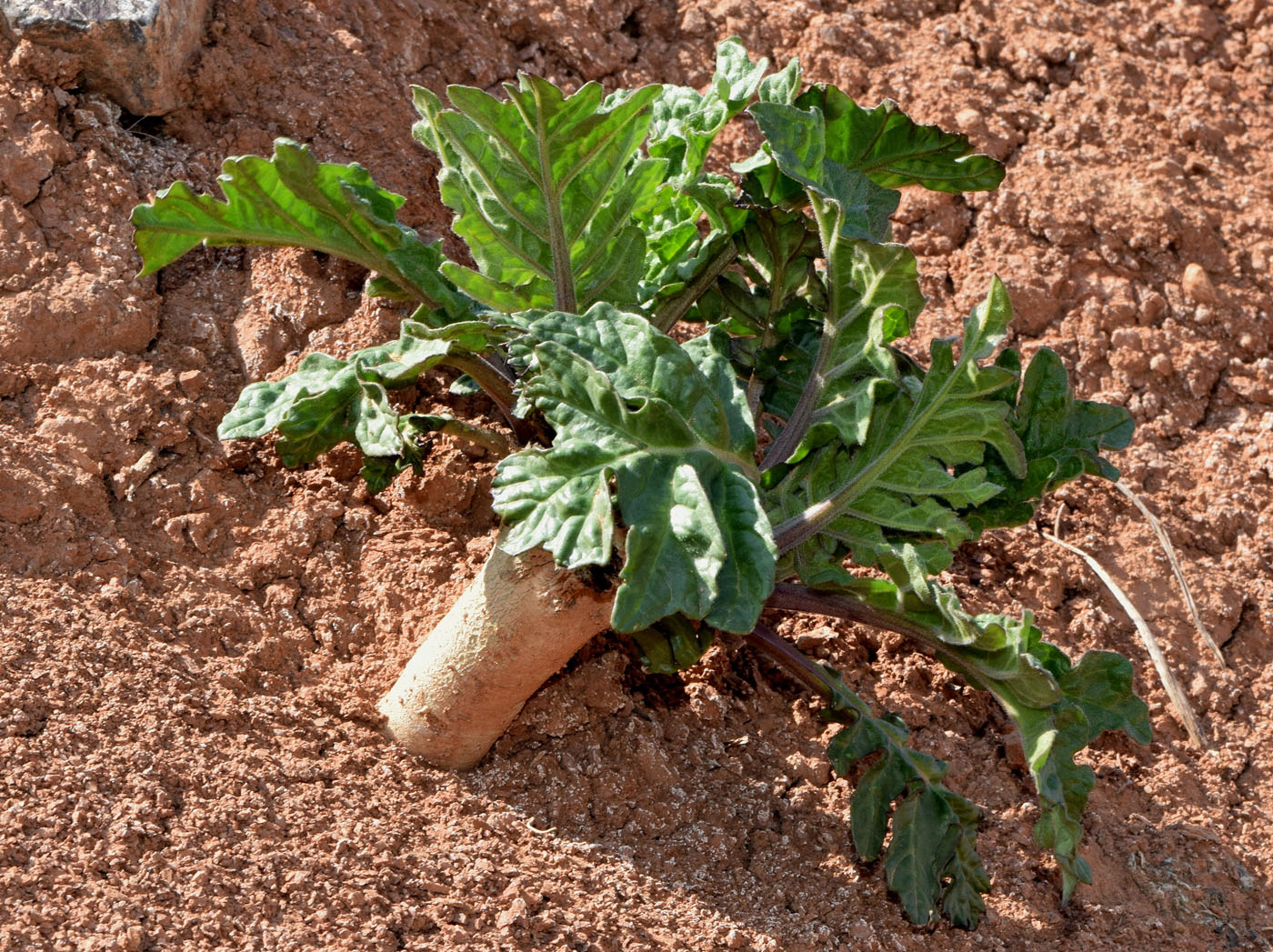 Изображение особи Crambe orientalis.