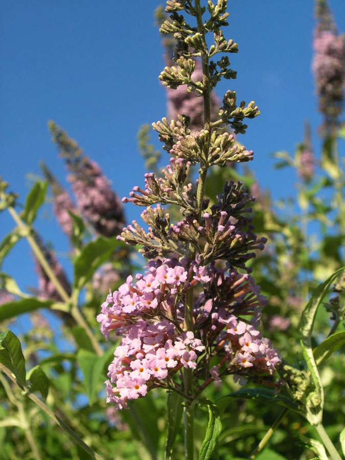 Изображение особи Buddleja davidii.