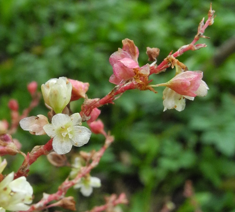 Изображение особи Aconogonon &times; fennicum.