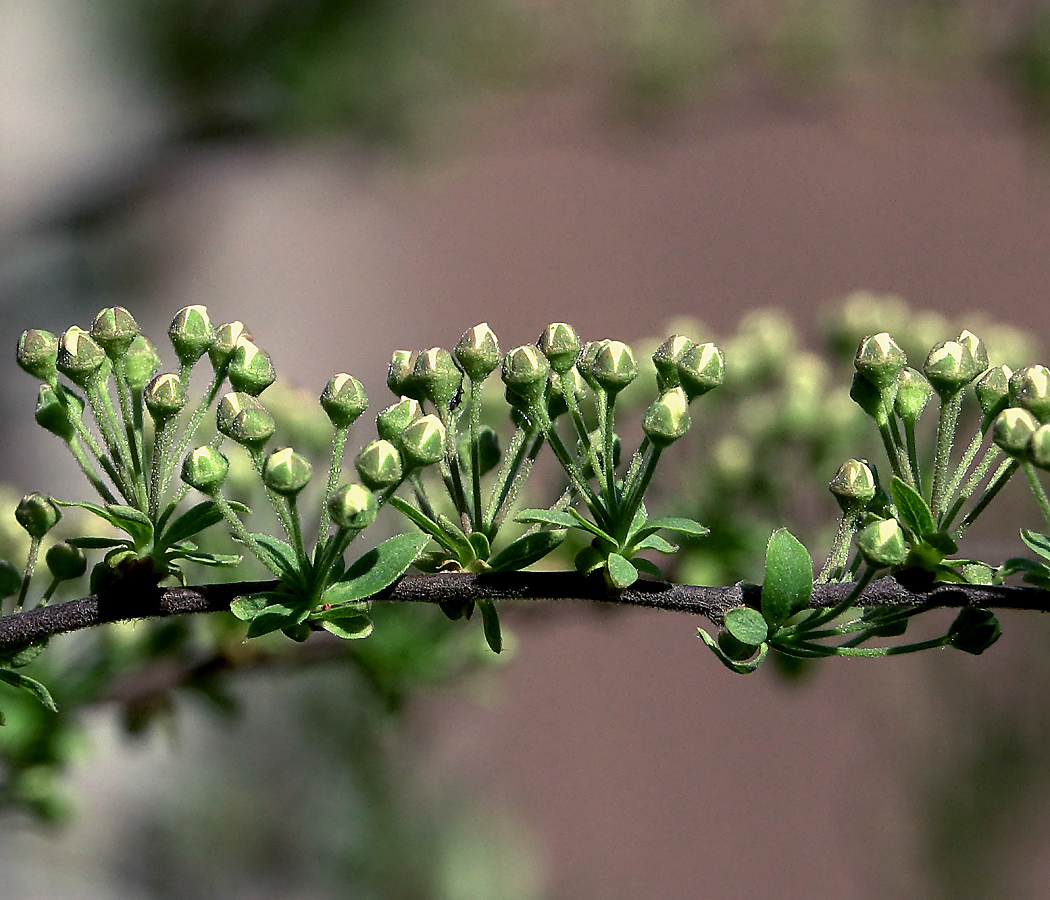 Image of Spiraea &times; cinerea specimen.