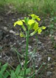 Erysimum callicarpum. Верхушка соцветия с цветками и завязавшимися плодами. Краснодарский край, м/о г. Новороссийск, окр. хут. Камчатка, дубовый лес. 10 мая 2019 г.