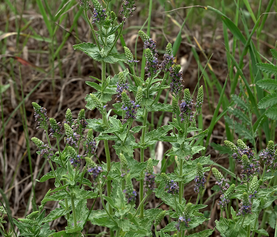 Image of Veronica teucrium specimen.