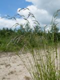 Festuca arundinacea