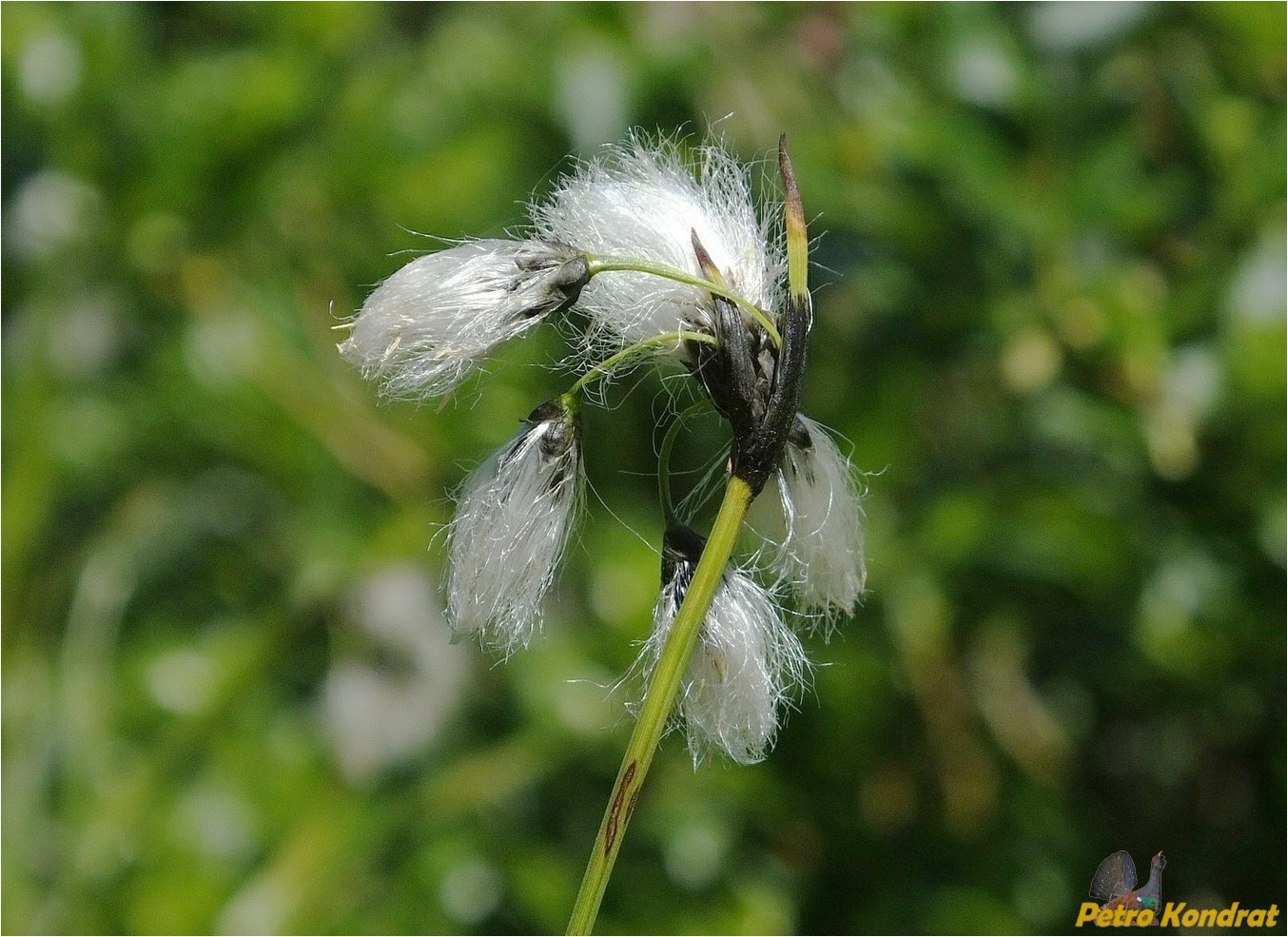 Image of Eriophorum latifolium specimen.