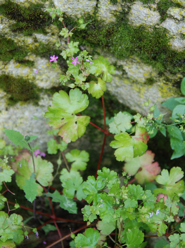 Изображение особи Geranium lucidum.