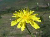 Crepis sonchifolia. Соцветие. Кабардино-Балкария, Эльбрусский р-н, окр. с. Былым, ок. 1200 м н.у.м., каменистое место. 03.07.2019.