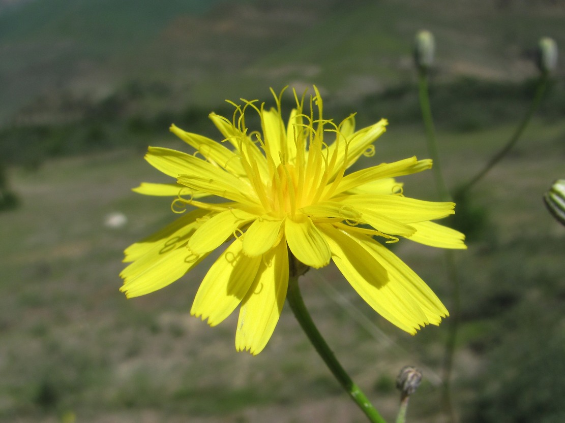 Изображение особи Crepis sonchifolia.