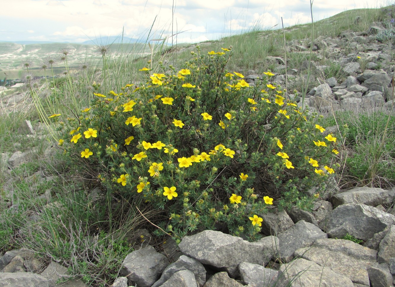 Изображение особи Dasiphora fruticosa.