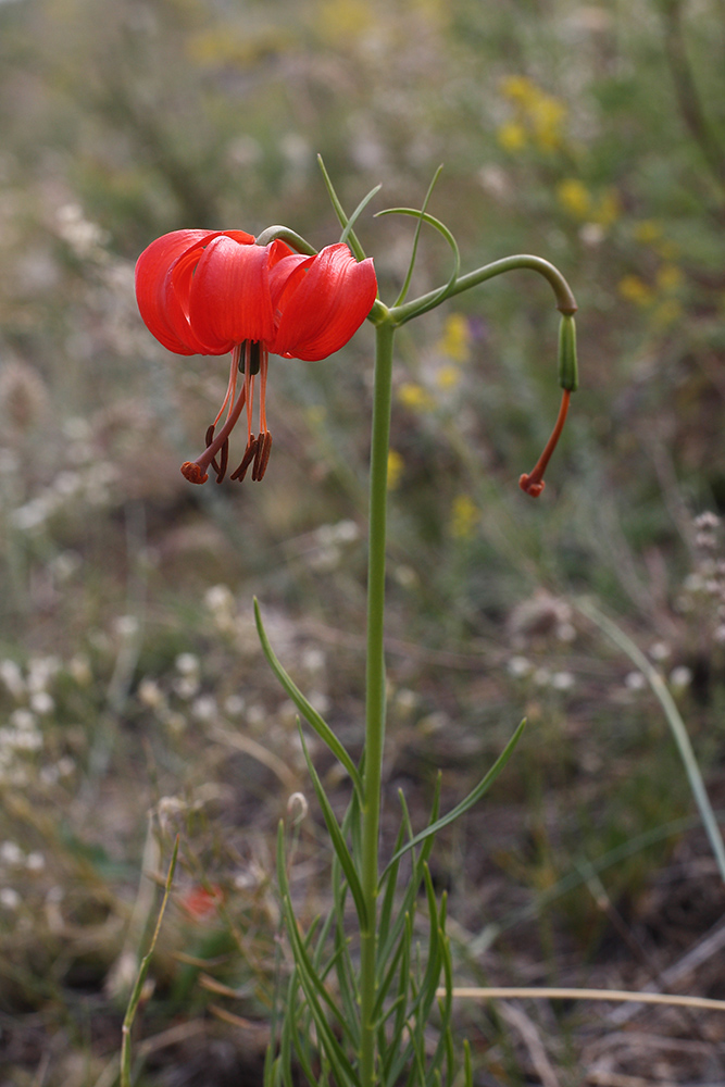 Изображение особи Lilium pumilum.