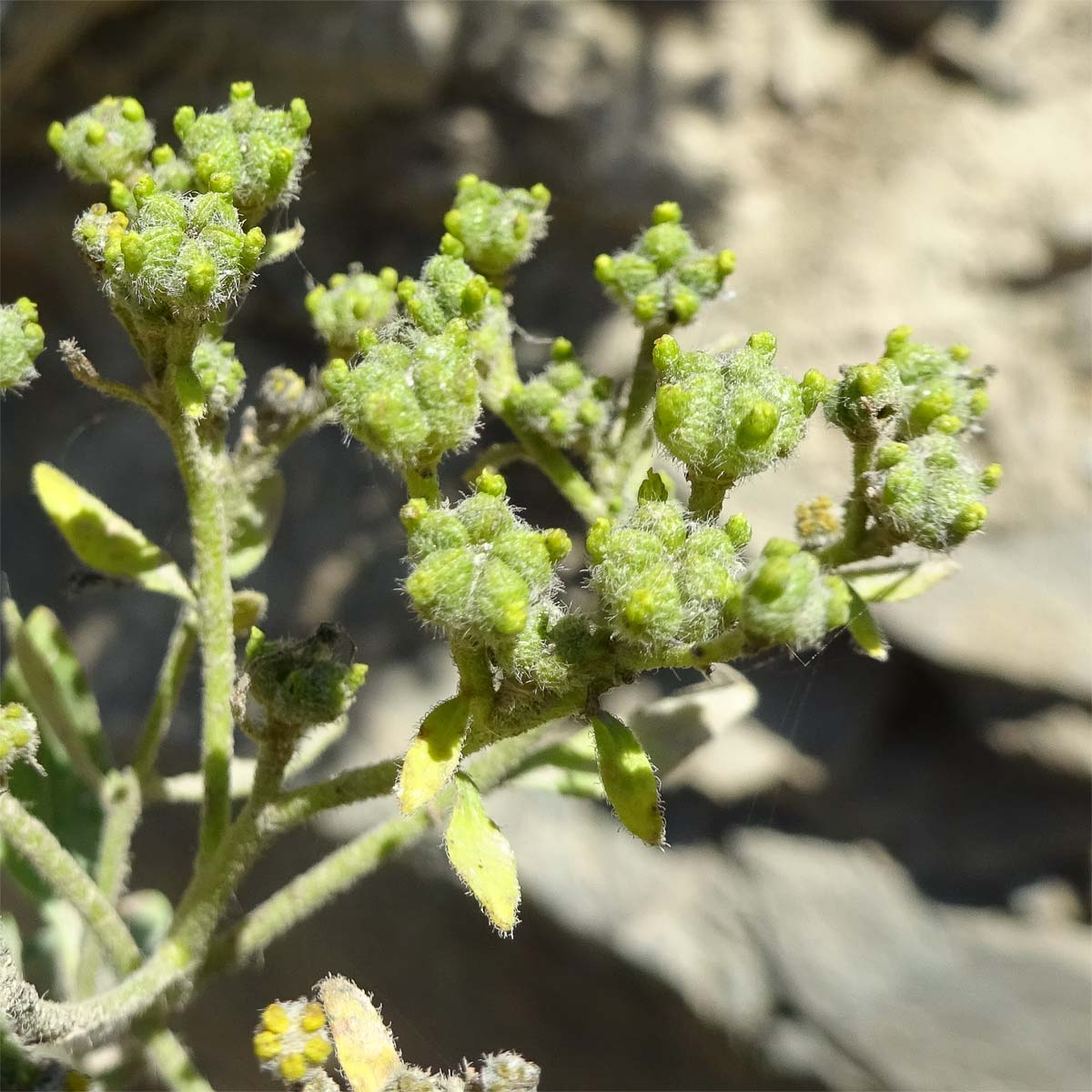 Изображение особи Haplophyllum ciscaucasicum.