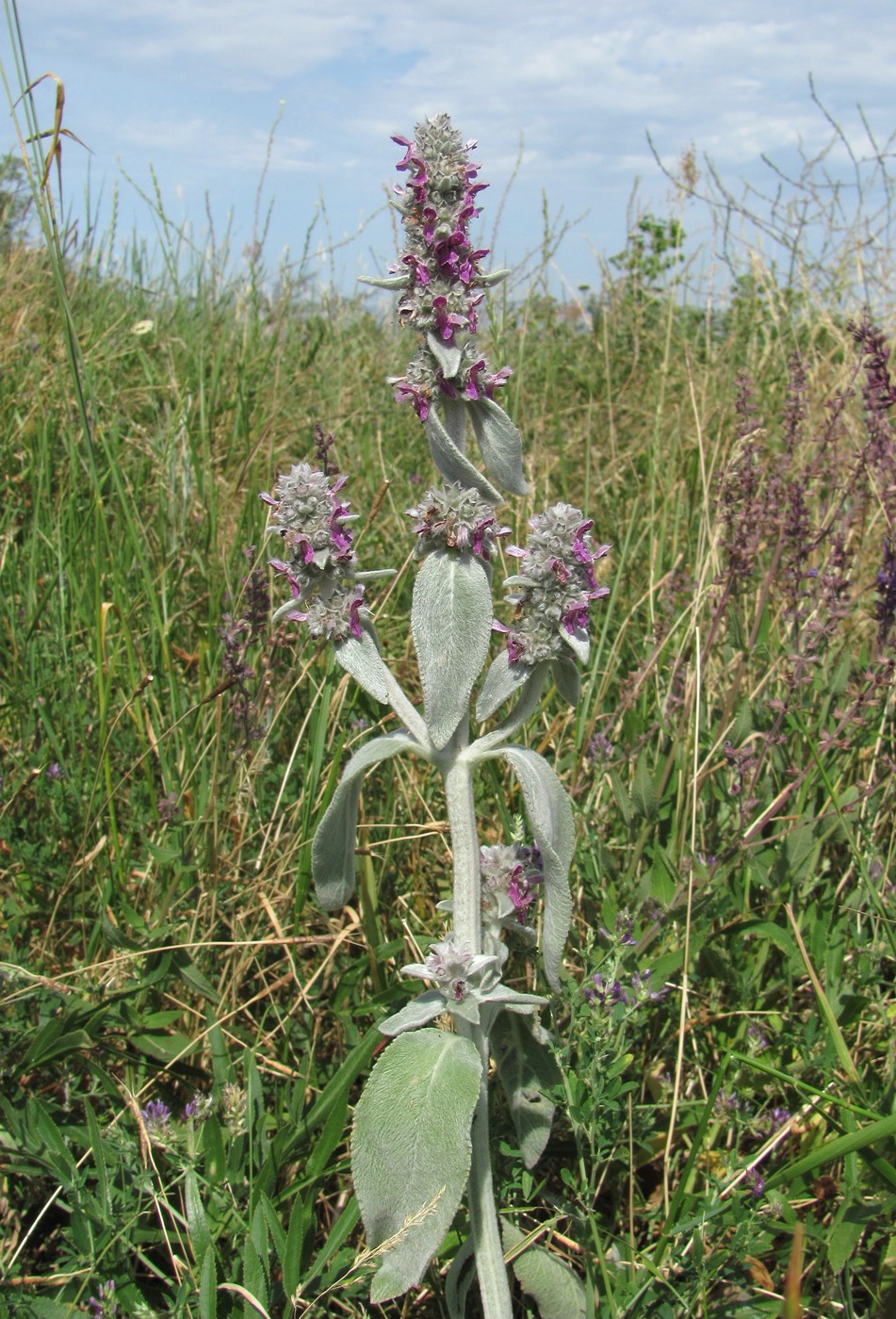 Image of Stachys velata specimen.