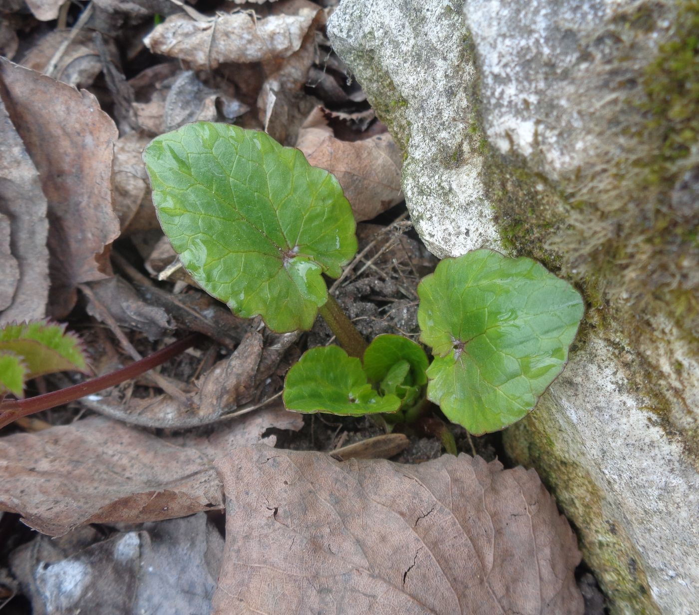 Image of Ficaria verna specimen.