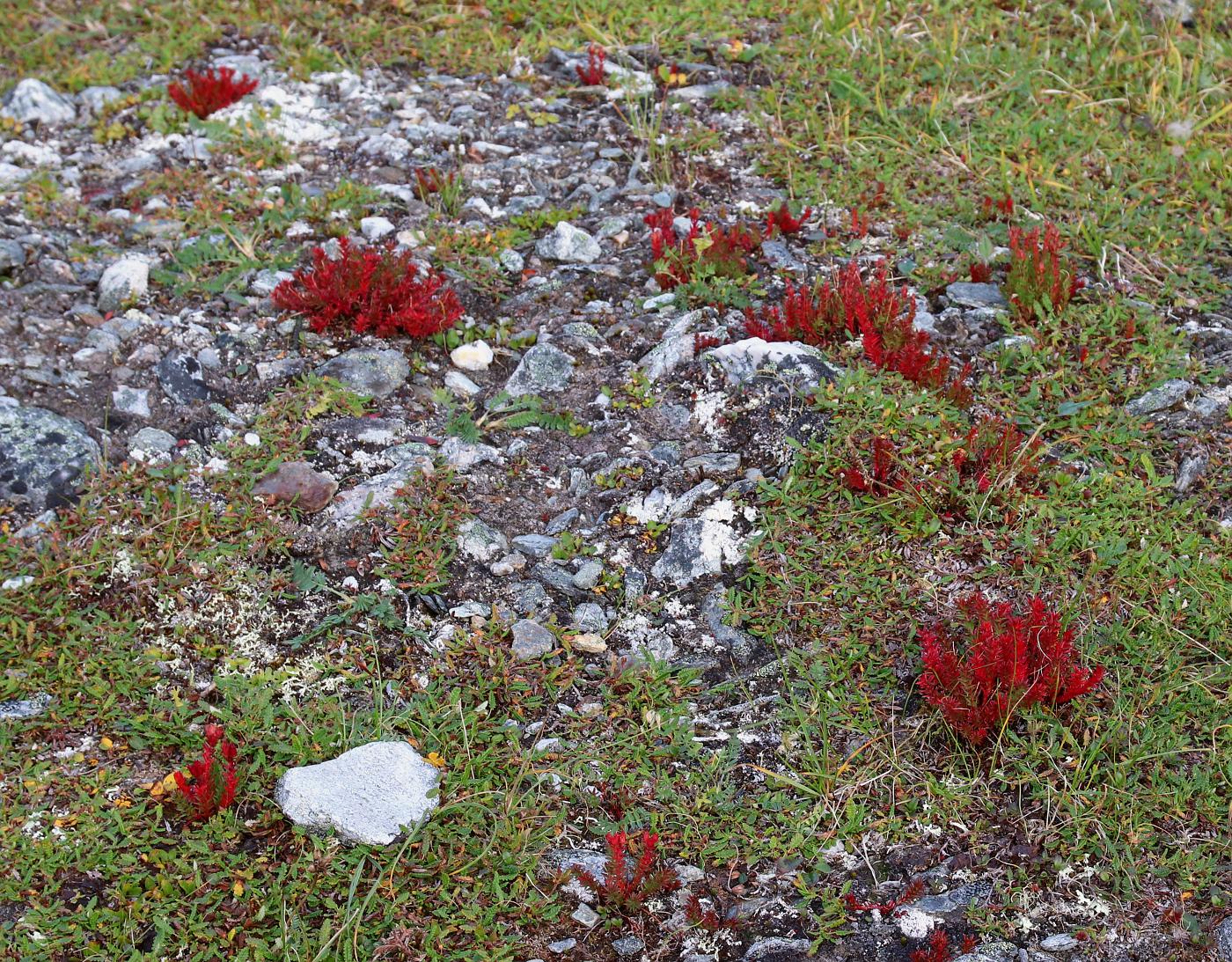 Image of Rhodiola quadrifida specimen.