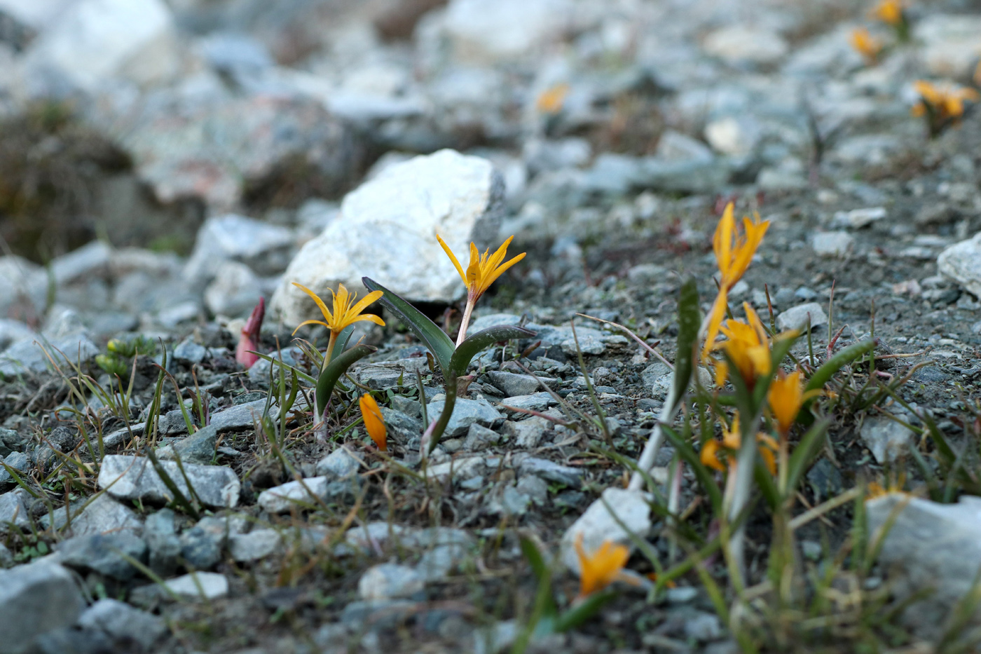 Image of Colchicum luteum specimen.